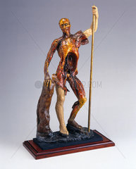 Wax male anatomical figure  Italy  1740-1780.