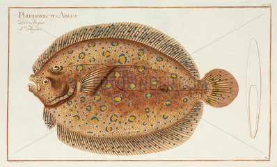 Peacock flounder  1785-1788.