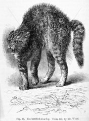 ‘Cat terrified at a dog’  1872.