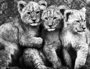 Lion cubs  December 1972.