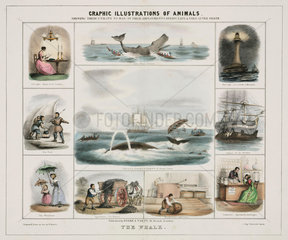 ‘The Whale’  c 1845.