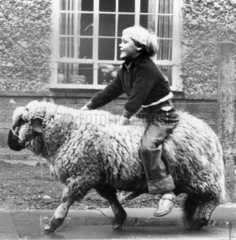 Susan Roper riding her sheep  12 November 1956.