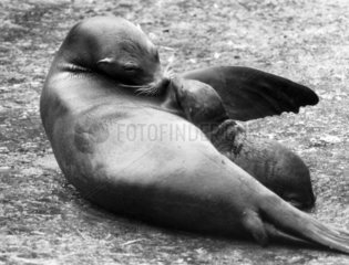 Baby sealion with its mother  June 1984.