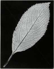 Negative of a leaf  c 1839.