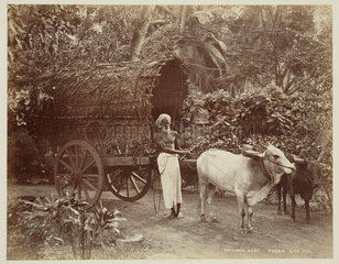 Bullock cart and driver  Ceylon  c 1870.