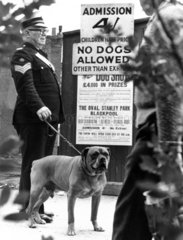 Dog not allowed in to dog show  June 1970.