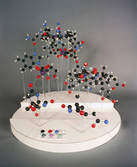 Molecular model of the structure of vitamin B12  1957-1959.