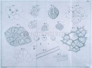 Plant and animal cells  1839.