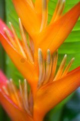 Koh Samui  Thailand  Blume im Silavadee Resort