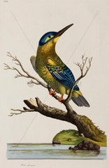 Kingfisher  1776.