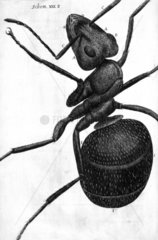 Ant  micrograph  1664.