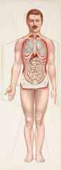 The internal organs  late 19th-early 20th century.