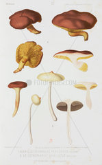 Two types of agaric mushroom  c 1874.