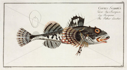 ‘The Father Lascher’  (sculpin fish)  1785-1788.