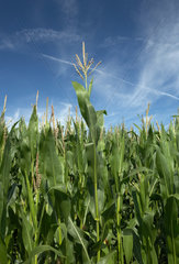 Schwanebeck  Deutschland  hochgewachsene Maispflanzen  die noch reifen muessen