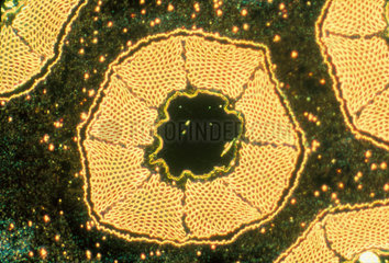Low temperature superconductor  light micrograph  1990s.