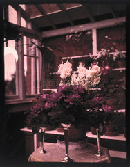 Autochrome of pink roses in a silver vase in a greenhouse  c 1910.