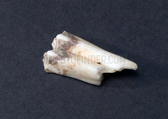 Tooth.