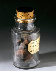Jar containing kola nuts  1830-1920.