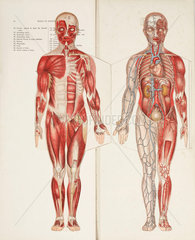 The muscles and internal organs  late 19th-early 20th century.