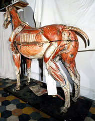 Anatomical model of a horse  c 1850-1880.