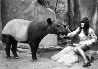 Woman feeding a tapir  Belle Vue Zoo  Manchester  April 1970.