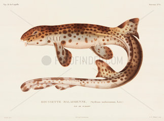 Dogfish  ‘Island of Waigiou’  (Indonesia)  1822-1825.