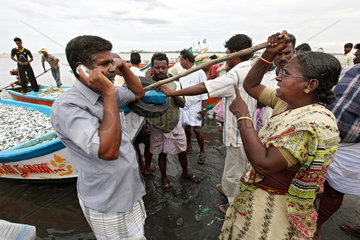 Annankoil  Indien  Fischhaendler mit frisch gefangenem Fisch im Fischereihafen
