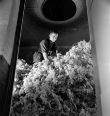 A worker sorts wool  Darlington  1950.