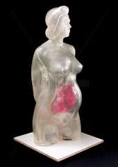 Anatomical figure of a female torso  American  1979.