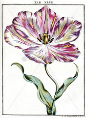 Tulip  1776.