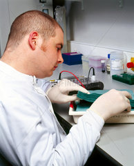 Scientist setting up a ‘Southern blot’  2000.