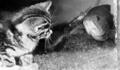 Kitten with fish in a tank  May 1973.