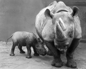 Black rhino and baby  September 1967.