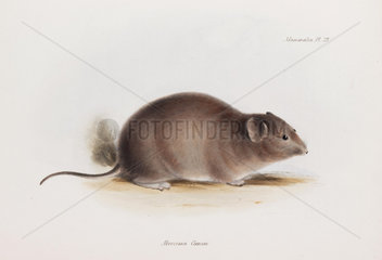 Rat  c 1832-1836.