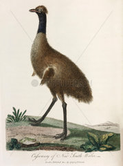 ‘Cassowary of New South Wales’  1789.