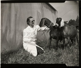 Anglo-Nubian goats at Bath and West Agriculture show  Cardiff  30 May 1956.