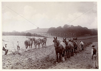 Horses ploughing  c 1890.