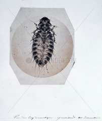 Chicken louse  micrograph  19th century.