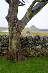 Tree near Lindisfarne Castle  January 2006.