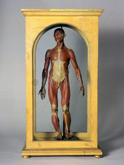 Wax male anatomical figure  Italy  1776-1780.