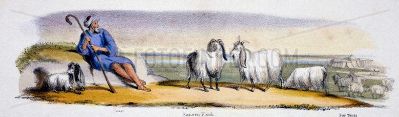 'Eastern Flock'  c 1845.