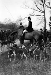 Mounted fox hunters with hounds awaiting th