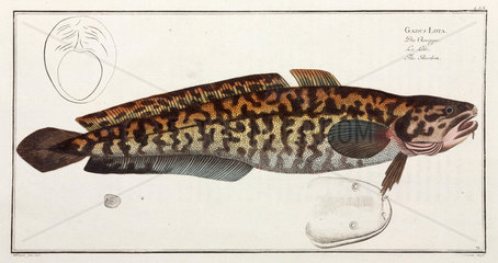 ‘The Burbot’  (freshwater cod)  1785-1788.