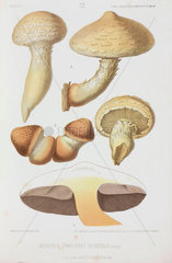 Mushrooms  (Pholiota destruens)  c 1874.