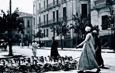 Arab herdsmen escorting geese across a street in Egypt  c 1910s.