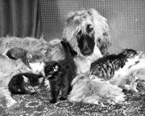 Dog and kittens  August 1976.