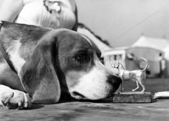 Beagle with trophy  July 1971.
