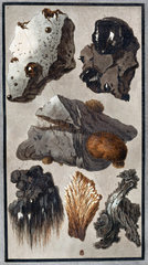 Volcanic rocks from Mount Vesuvius  1779.