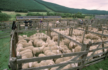 Sheep sales  Scottish Highlands  1999.